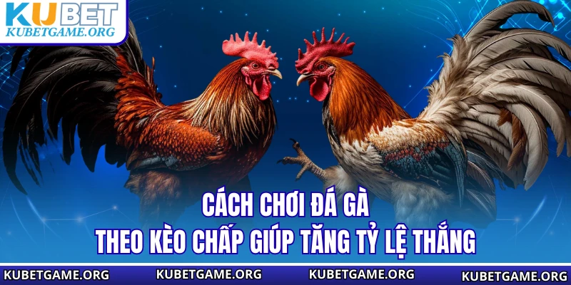 Cách chơi đá gà theo kèo chấp giúp tăng tỷ lệ thắng